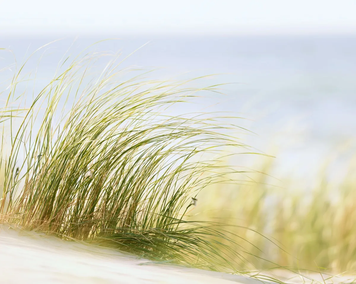 Biegsames Strandgras im Wind an der Ostsee – Manuelle Therapie in Ostseebad Rerik